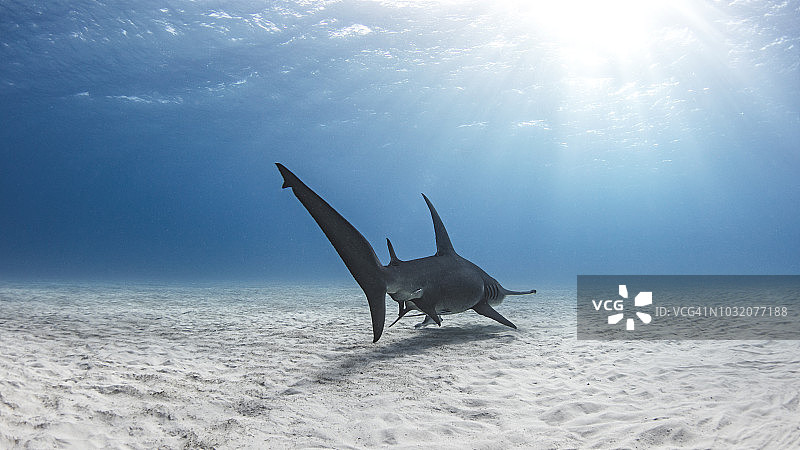 双髻鲨，爱丽丝镇，比米尼岛，巴哈马图片素材