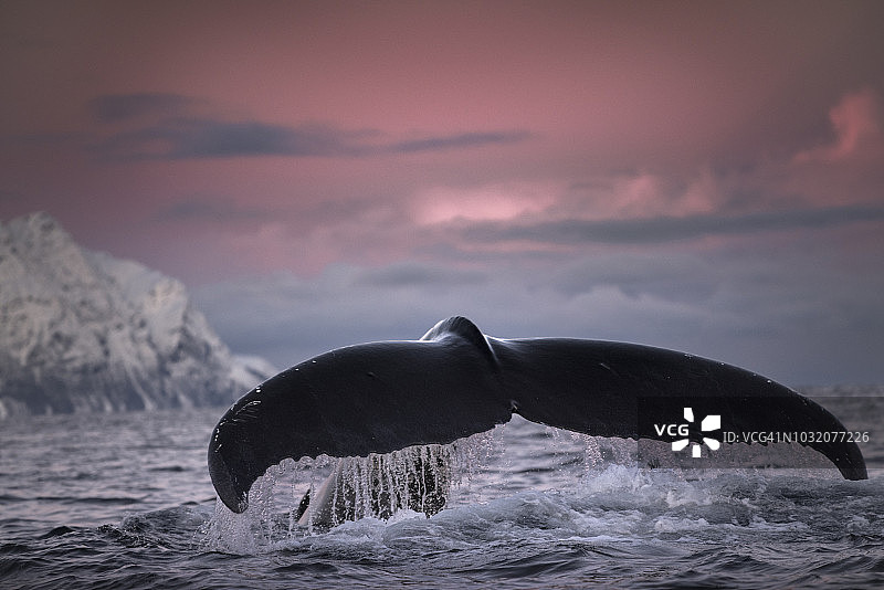 挪威特罗姆斯郡谢尔沃伊潜水的座头鲸图片素材