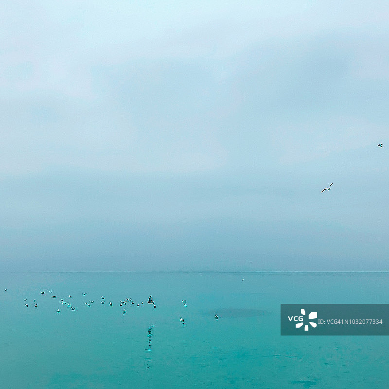 鸟群降落在海面上图片素材
