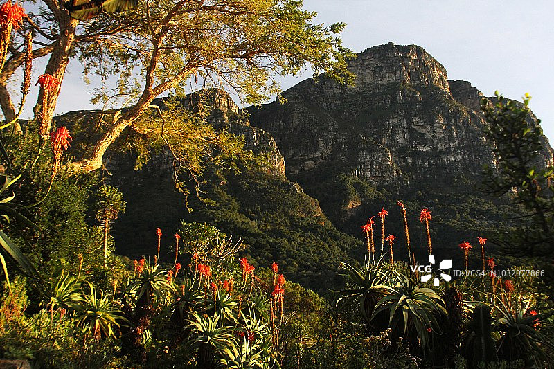 南非开普敦克斯滕博斯国家植物园图片素材