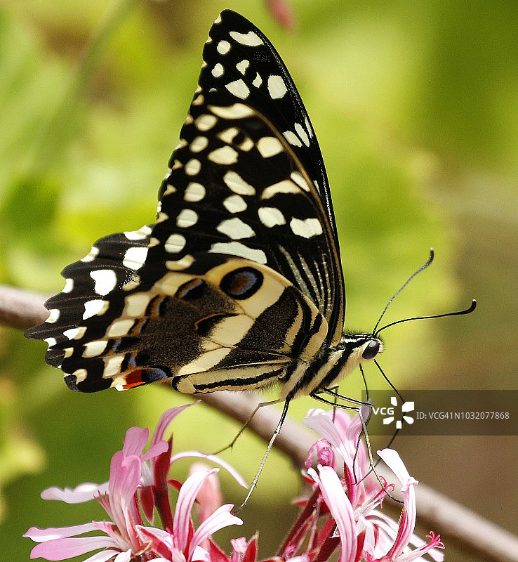 柑橘凤蝶在南非的鲜花上采蜜图片素材