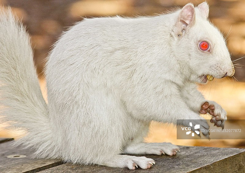 南非西开普省开普敦公司花园里一只真正的白化松鼠正在吃坚果图片素材