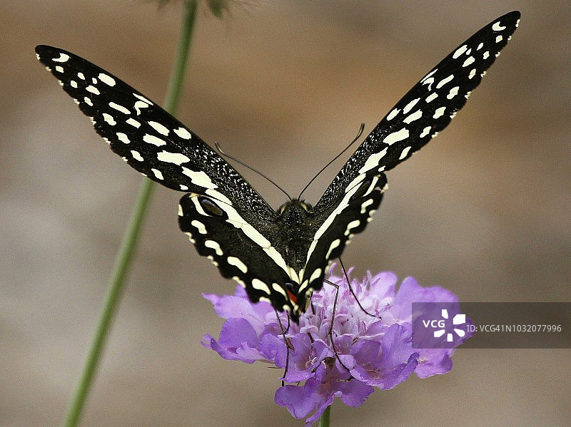 柑橘凤蝶在南非的鲜花上采蜜图片素材