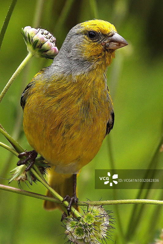 在南非西开普省的克斯腾布什国家植物园中，一只正在植物上觅食的披肩丝雀图片素材