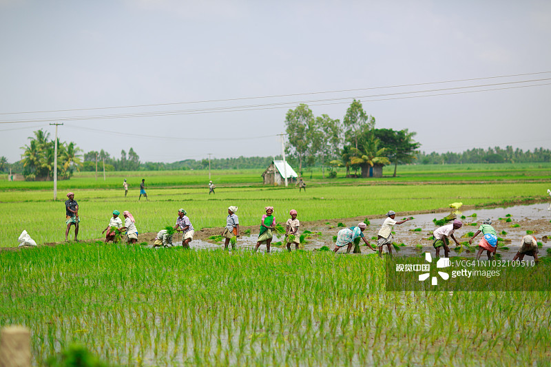 在稻田里劳作的女农民图片素材