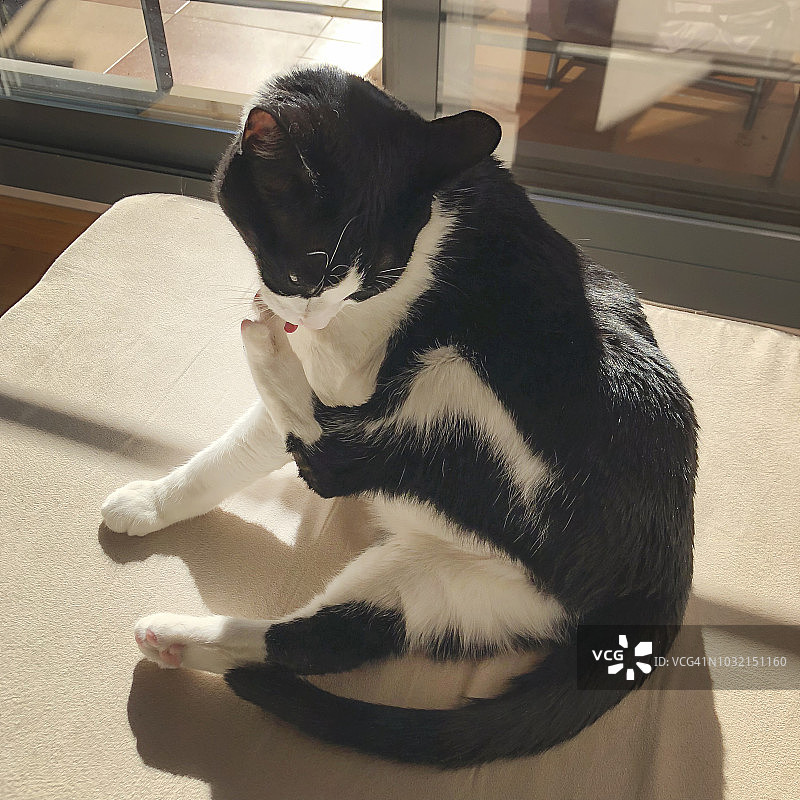 黑白猫梳理毛发图片素材