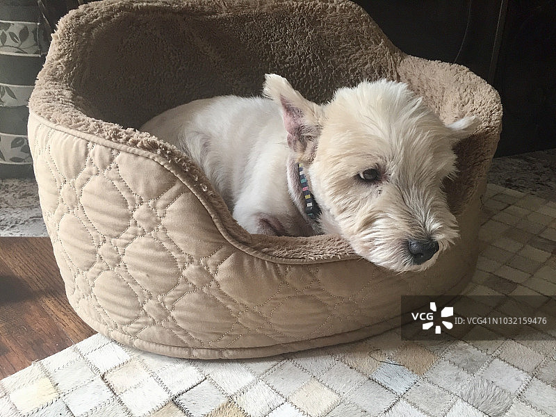 舒适狗窝里的西高地白梗图片素材