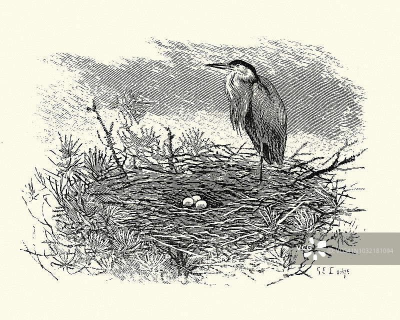 苍鹭及其巢穴和蛋图片素材