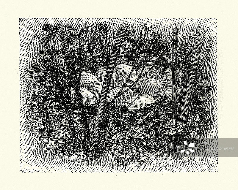 雉鸡的巢和蛋图片素材