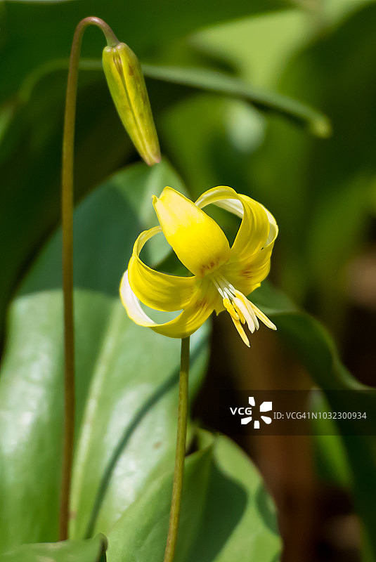 木花卡塔库里图片素材