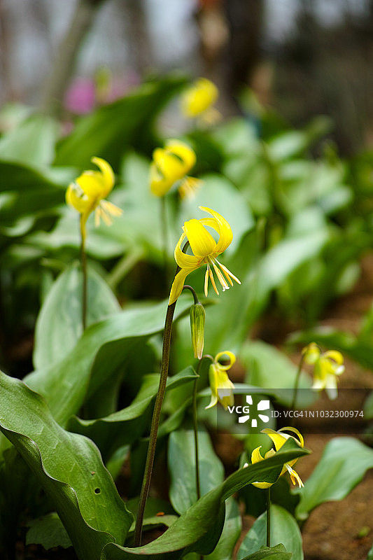 木花卡塔库里图片素材