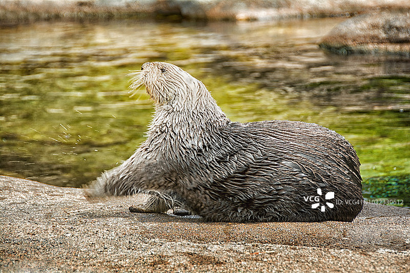 海獭抬起并抖动爪子图片素材