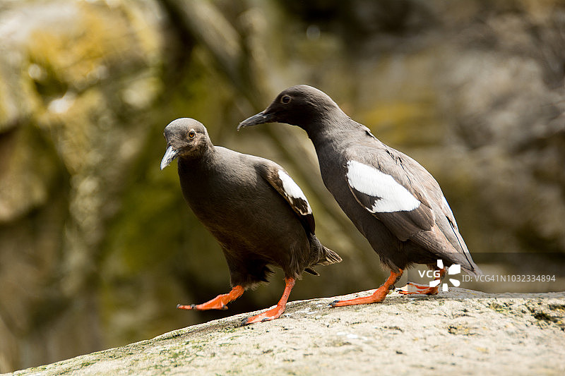 西北部的两种鸟图片素材