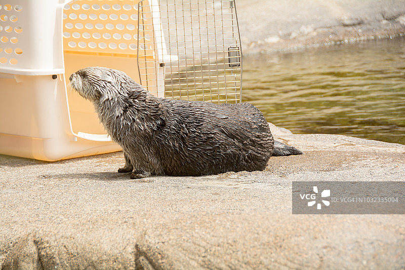 看着笼子的海獭图片素材