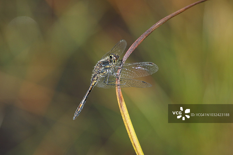 一只黑色的蜻蜓停留在河边的芦苇上图片素材
