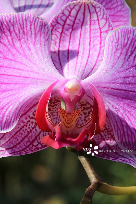 蝴蝶兰花朵特写图片素材