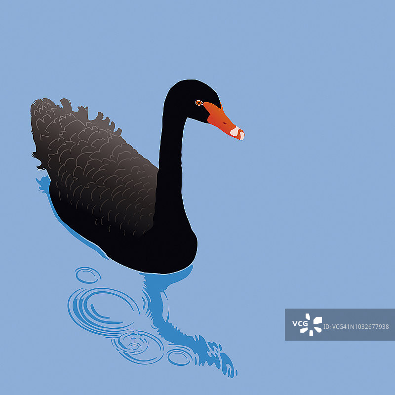 湖面上的黑天鹅图片素材