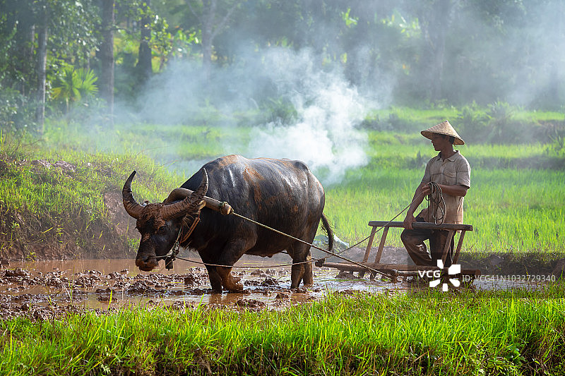 亚洲农民和他的水牛一起工作，泰国农民图片素材