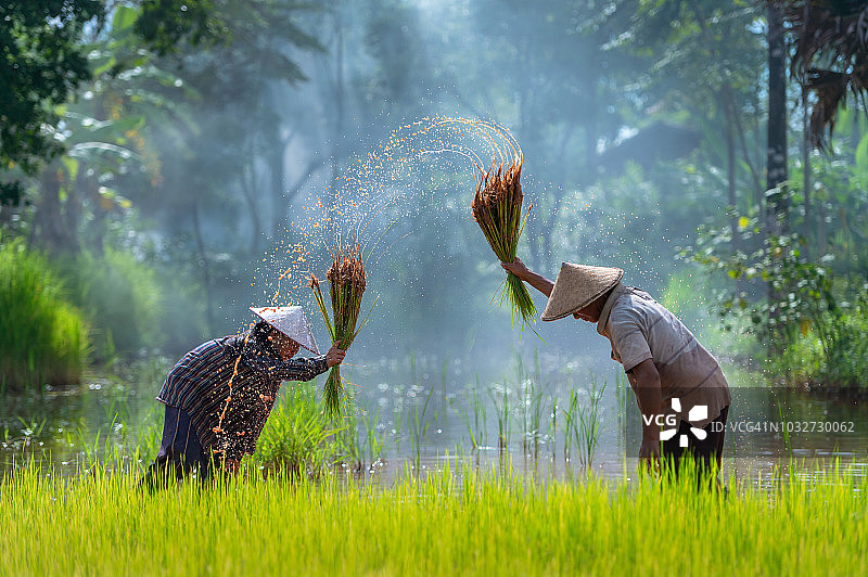 亚洲农民在雨季的稻田中插秧图片素材