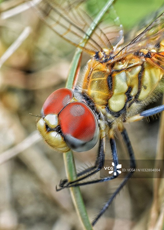 蜻蜓微距摄影图片素材