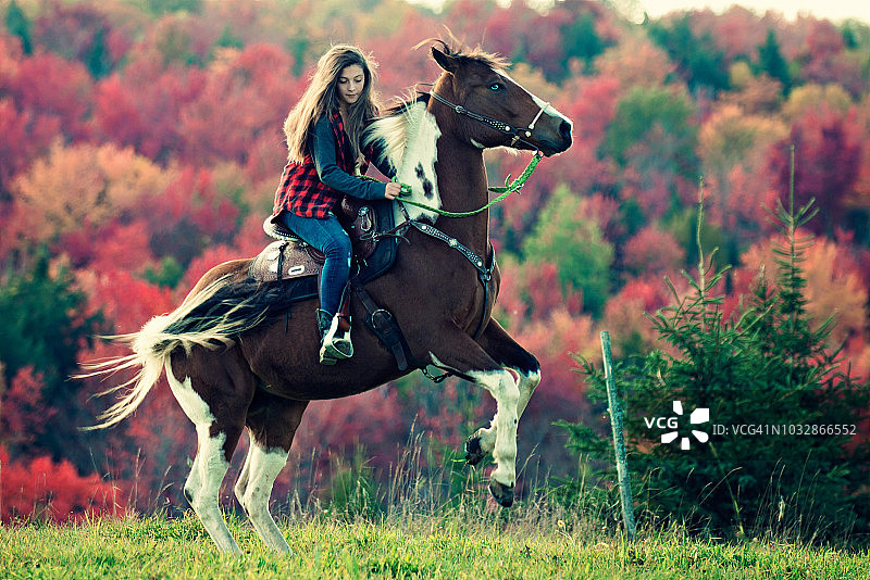 牛仔训练马匹后腿站立图片素材