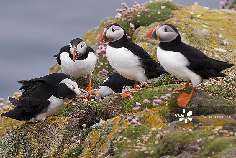 苏格兰设得兰群岛海鹦的小争执图片素材