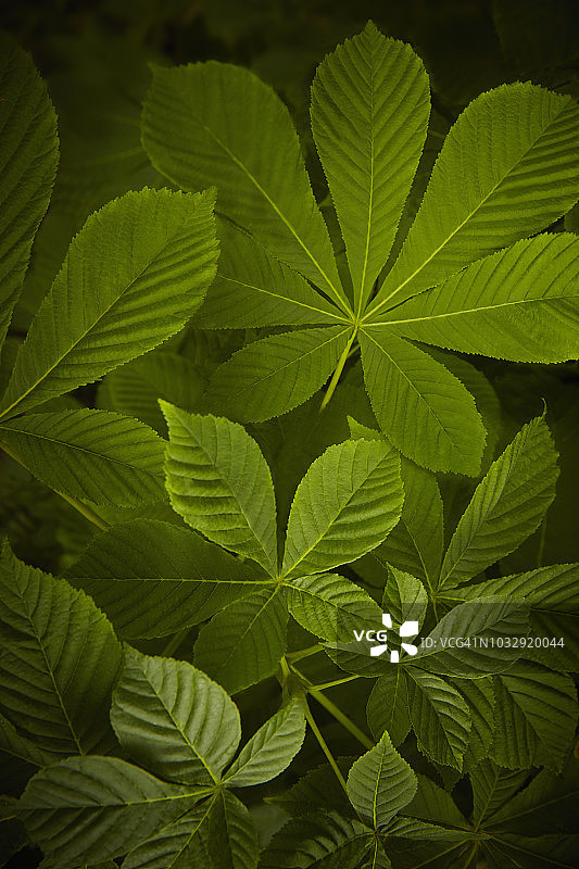 健康的七叶树叶图片素材