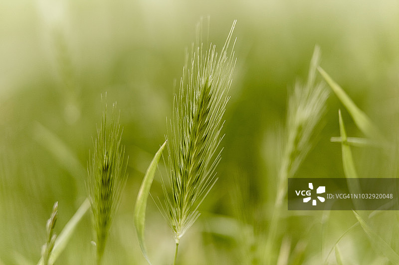 野生大麦穗图片素材