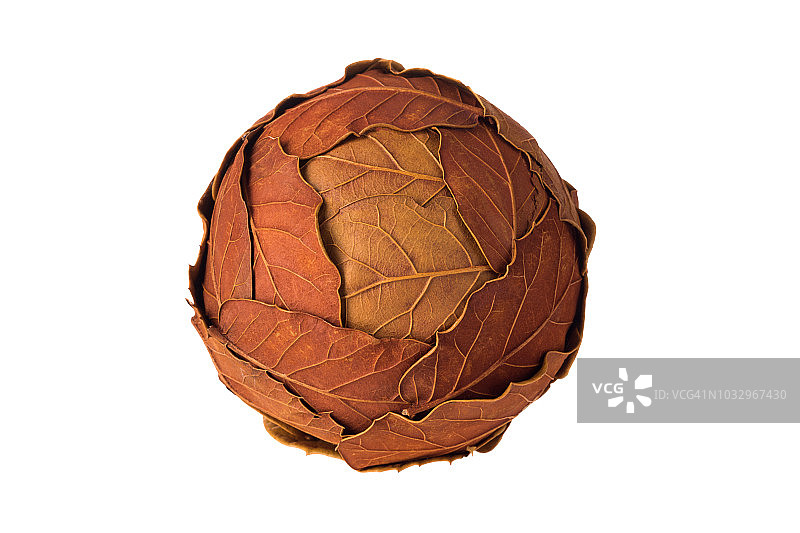 秋叶球图片素材