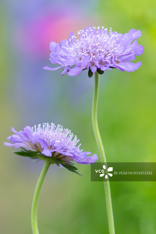 松虫草图片素材