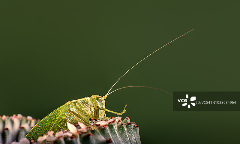 绿色背景上的蝈蝈图片素材