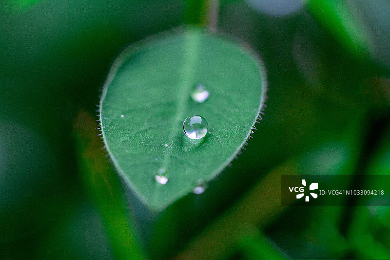 自然特写：植物和花卉的微距图像图片素材