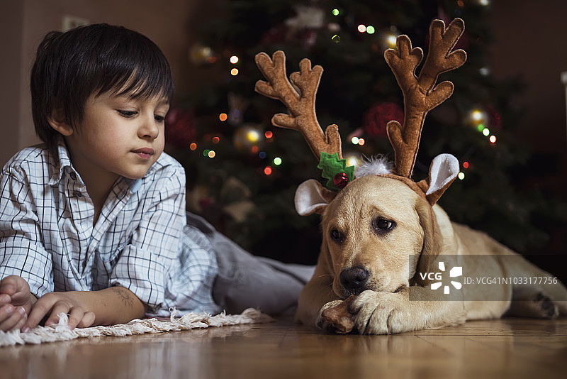 圣诞节的新宠物图片素材