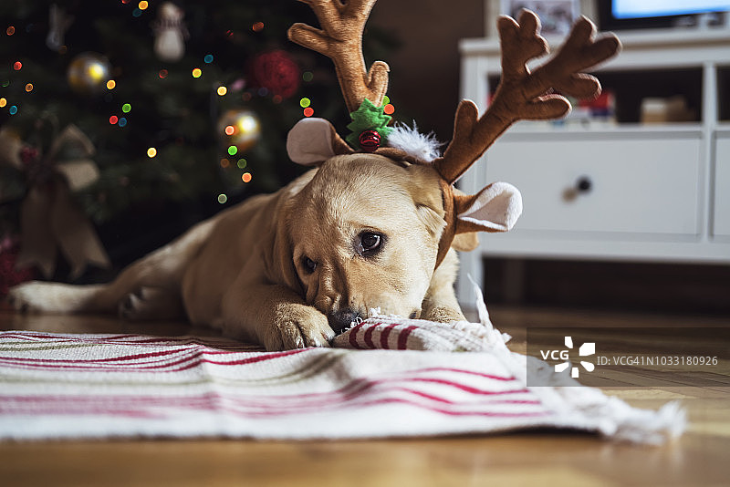 圣诞节的新宠物图片素材