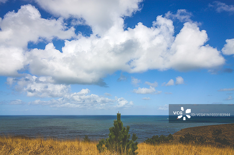 海边的松树图片素材