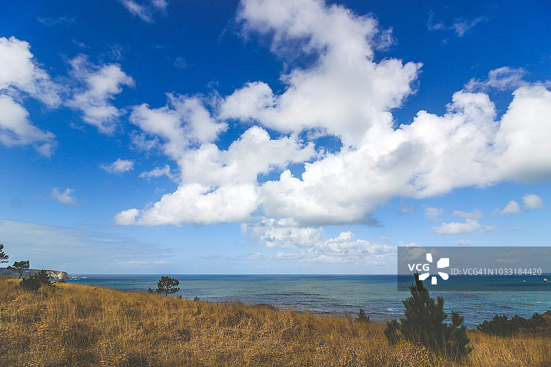 海边的松树图片素材