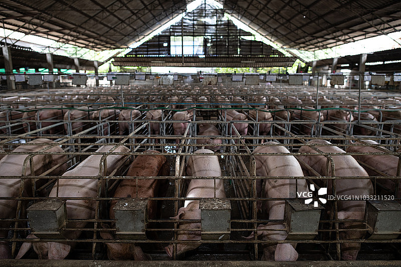 安全可靠的标准化养猪场为发展中国家农民创收图片素材