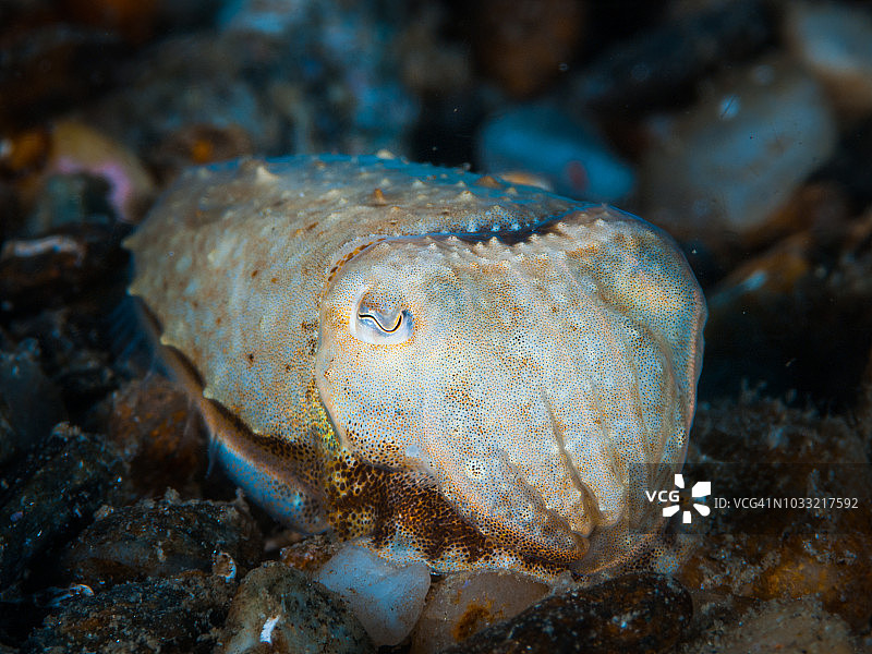 小型乌贼图片素材