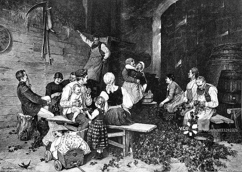 在农场采摘葡萄的人们图片素材