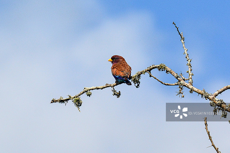 阔嘴佛法僧图片素材
