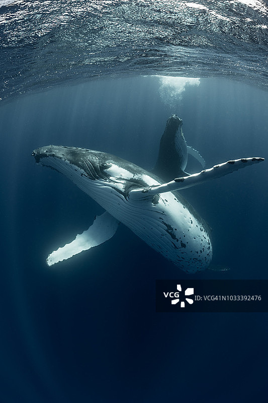 一对座头鲸图片素材