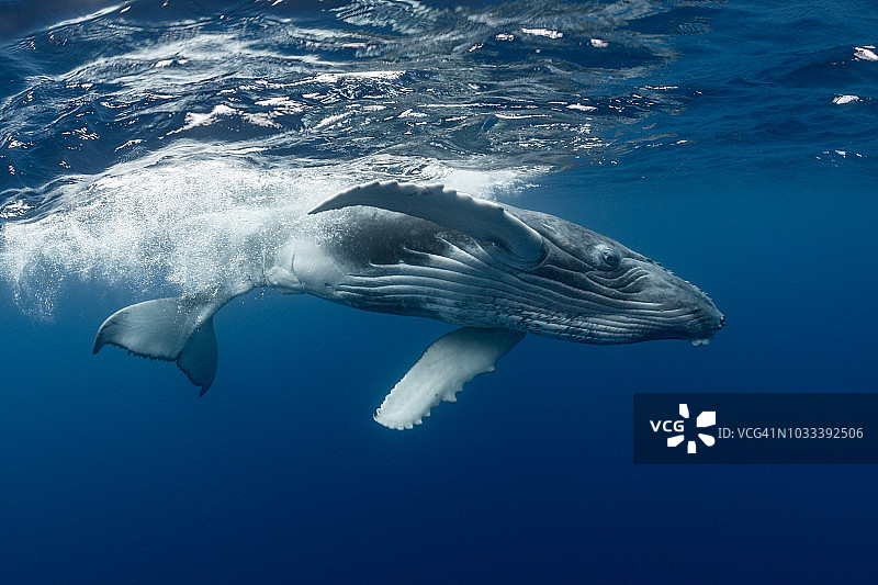 在水面游泳的座头鲸幼崽图片素材