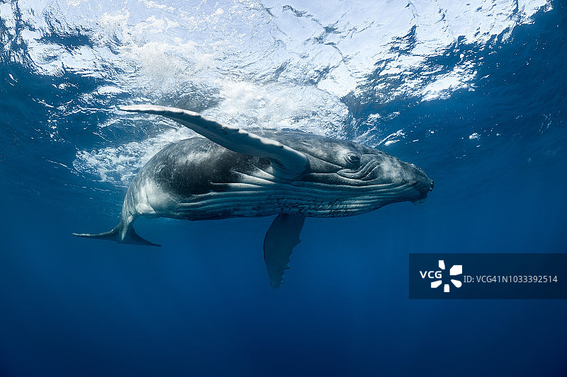在水面游泳的座头鲸图片素材