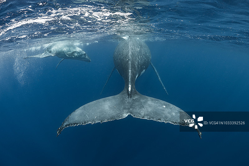 座头鲸母子游泳图片素材