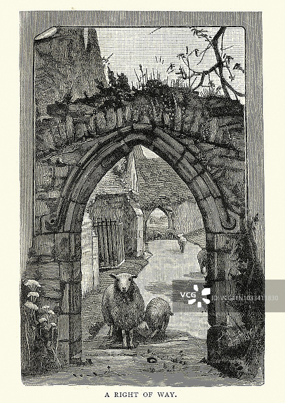 19世纪苏塞克斯温切尔西教堂墓地的绵羊图片素材