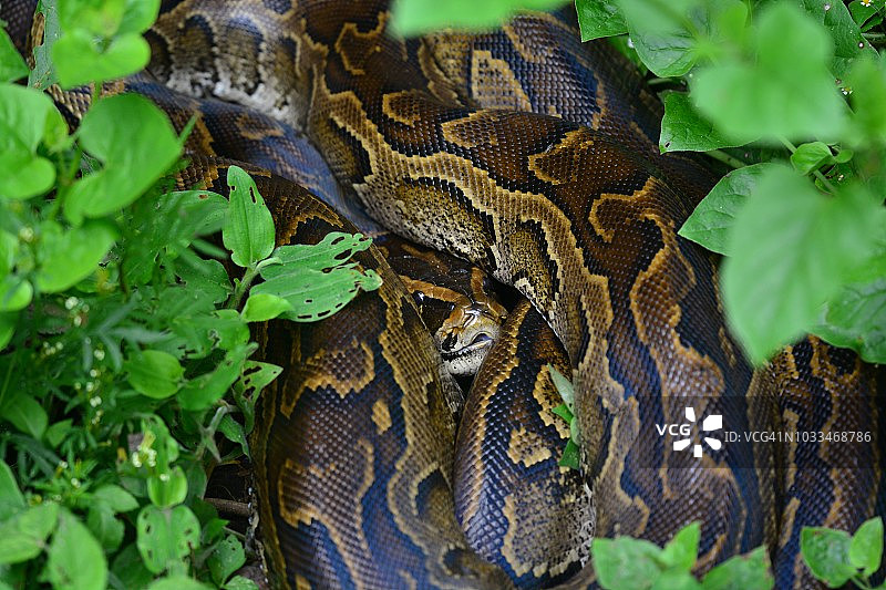 非洲岩蟒图片素材