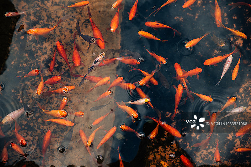 池塘里的金鱼图片素材