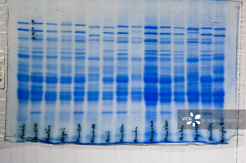 小麦品种的电泳凝胶图片素材