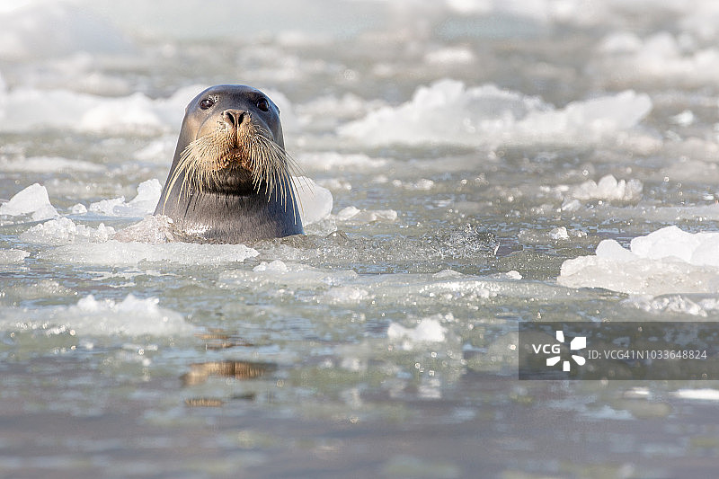 髯海豹图片素材