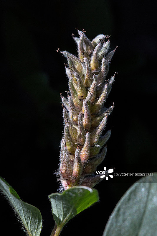 北极花图片素材